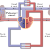 رگ های اصلی قلب کدامند؟