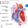 درباره شریانهای ریوی چه می دانید؟
